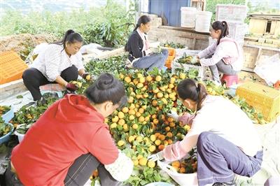 昌宁柯街砂糖橘陆续成熟上市  