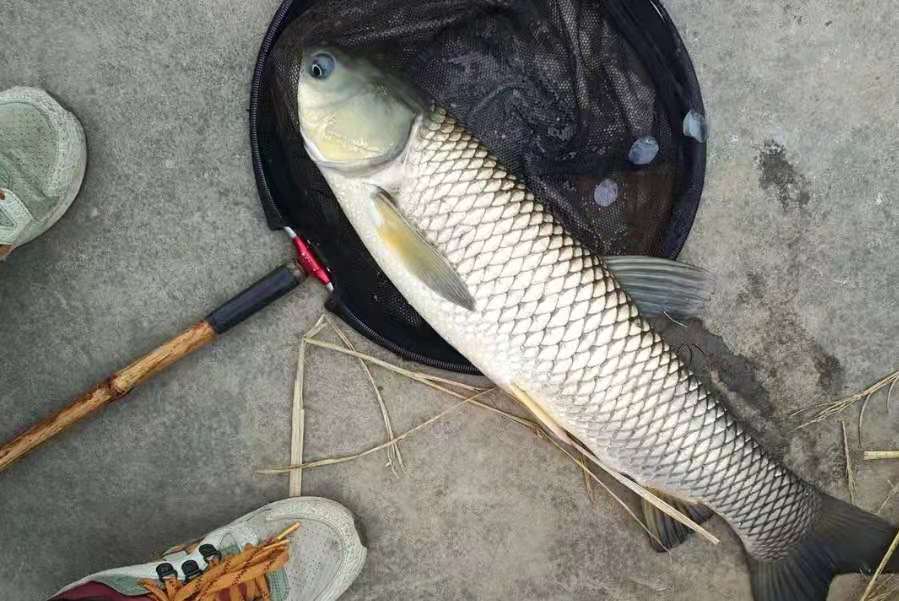 水中一捞一大把，没必要费钱！这些饵才是专攻鲤鱼草鱼的好家伙  -图4