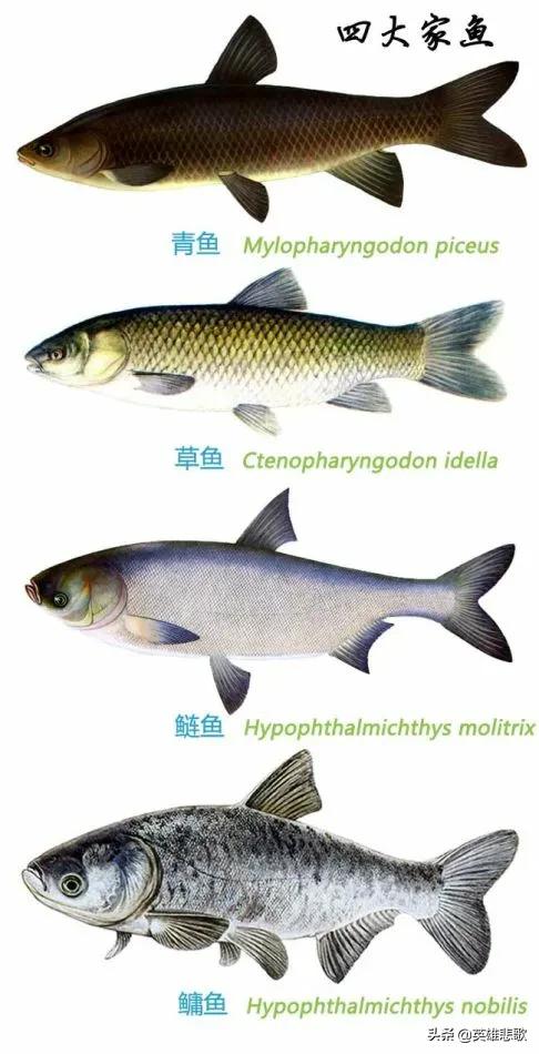 鲤鱼是最早被人类养殖的淡水鱼，为何四大家鱼中没有它一席之地？  -图1