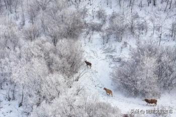 今日小雪！  -图1