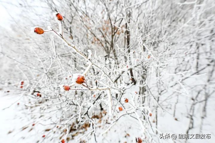 今日小雪！  -图2