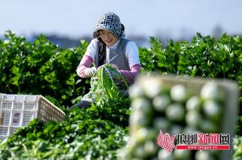 临沂市河东区：“芹”劳致富 助农增收  -图2